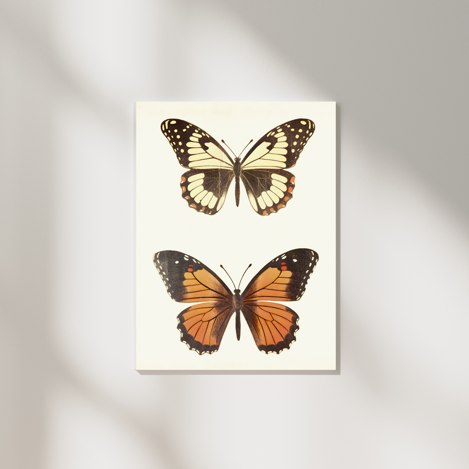 Delicate Wings - Ayah Creative Studio
