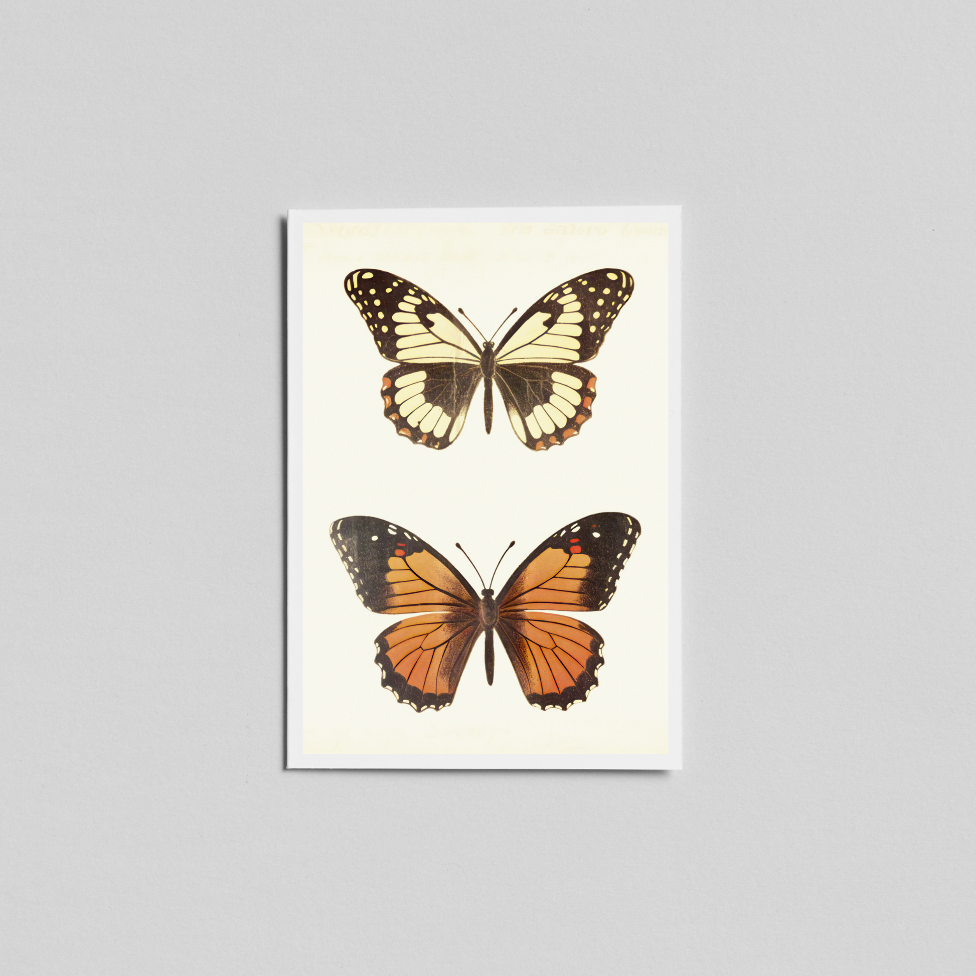 Delicate Wings - Ayah Creative Studio
