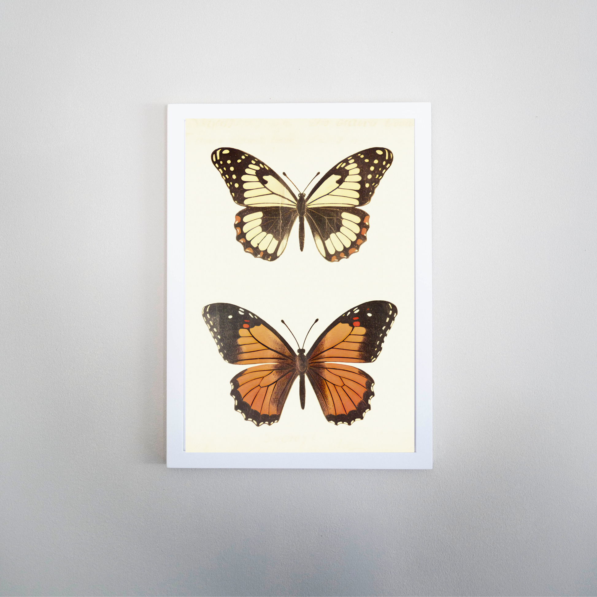 Delicate Wings - Ayah Creative Studio